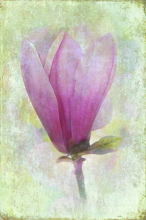 Magnolia Movie Photograph - Pink Magnolia by Judi Bagwell