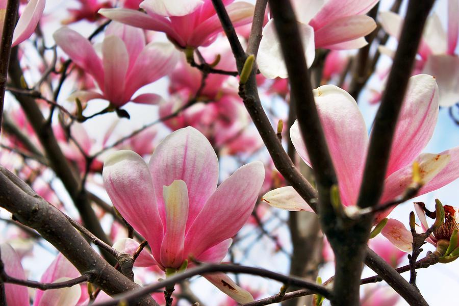 Pink Magnolia  Photograph by Judy Palkimas