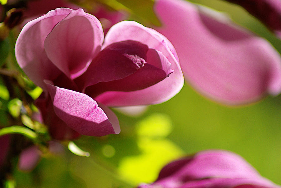 Pink Magnolia Photograph by Judy Salcedo