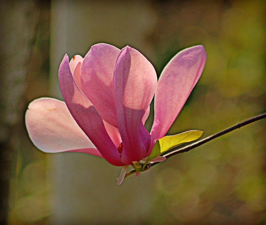 Pink Magnolia Photograph by Linda Brown
