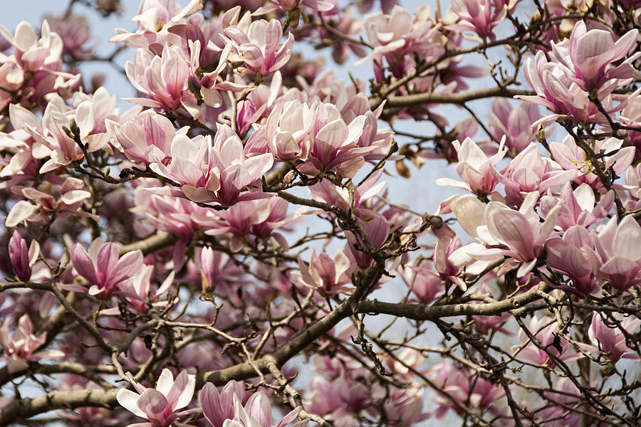 Pink Magnolia Photograph by Penny Lisowski