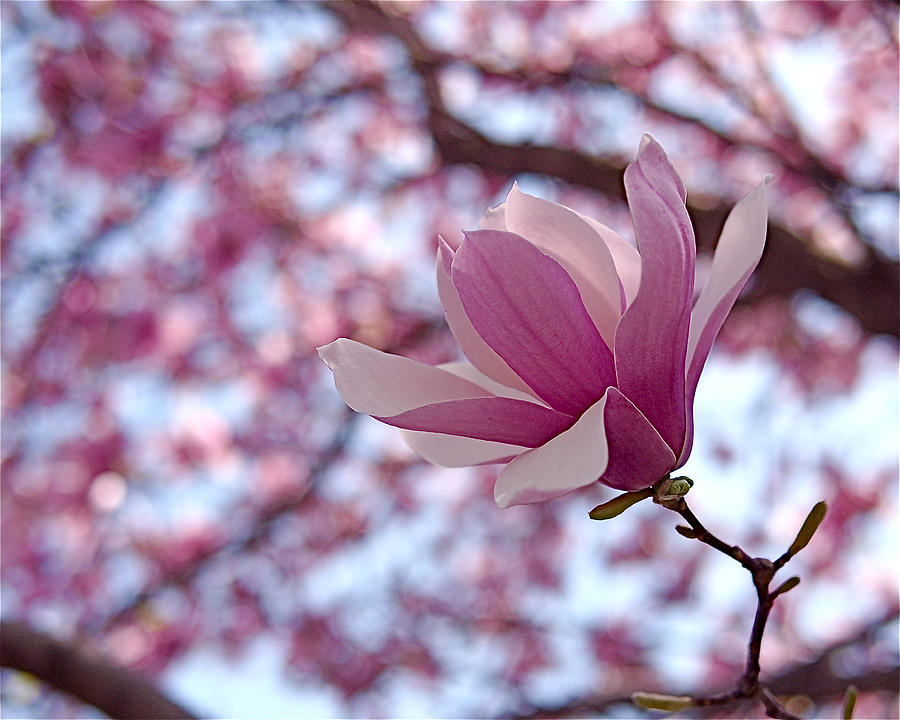 Pink Magnolia Photograph by Rona Black