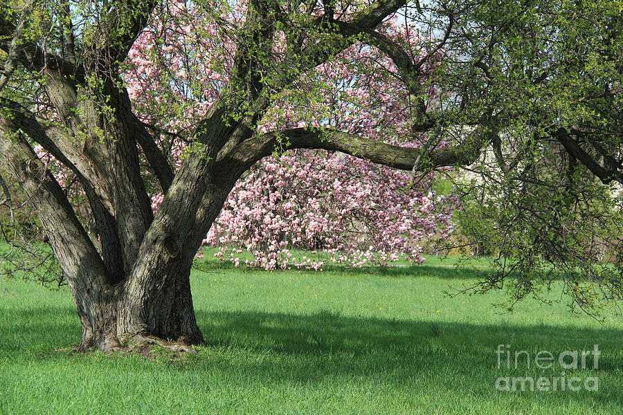 Pink Magnolia Spring Landscape Photograph by Anne Nordhaus-Bike