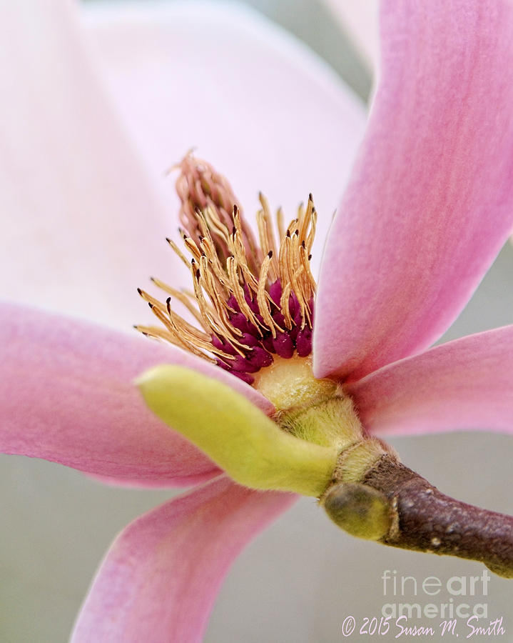 Pink Magnolia Photograph by Susan Smith