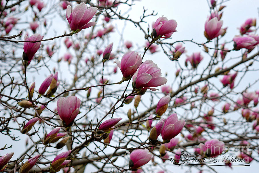 Pink Magnolias 20120321_2a Photograph by Tina Hopkins