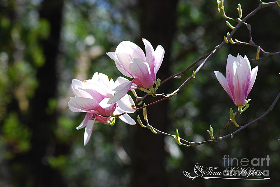 Pink Magnolias 20120402_124a Photograph by Tina Hopkins