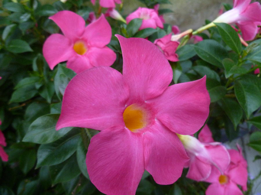 Pink Mandevilla Blooms Photograph by Lingfai Leung