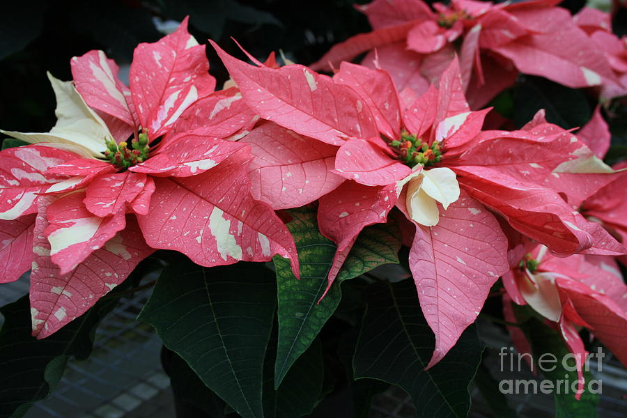 Flower Photograph - Pink Marble Poinsettia by Kathy DesJardins