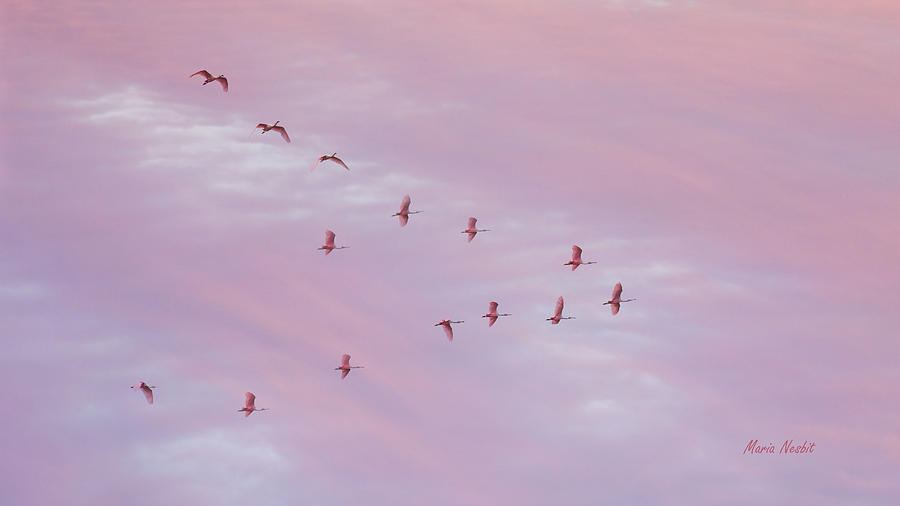 Bird Photograph - Pink by Maria Nesbit