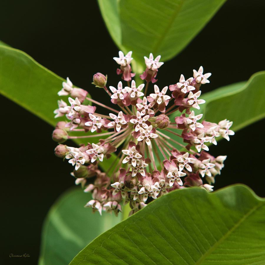 Pink Milkweed Flower Photograph by Christina Rollo