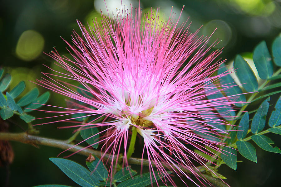 Pink mimosa flower Photograph by Eti Reid