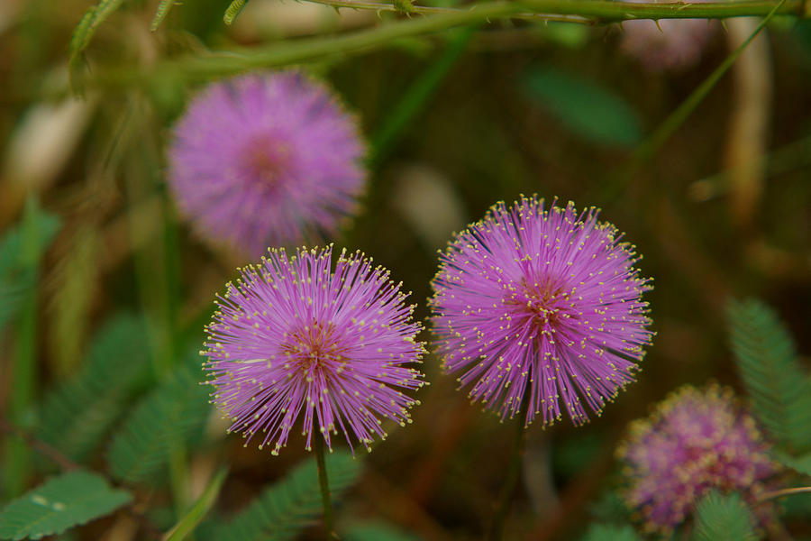 Flower Photograph - Pink Mimosa by Kim Pate
