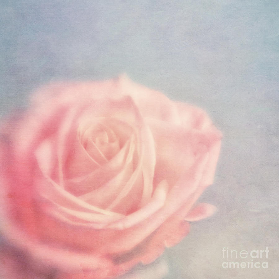 Rose Photograph - pink moments I by Priska Wettstein