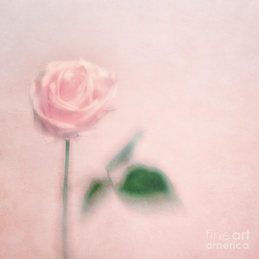 Rose Photograph - pink moments II by Priska Wettstein