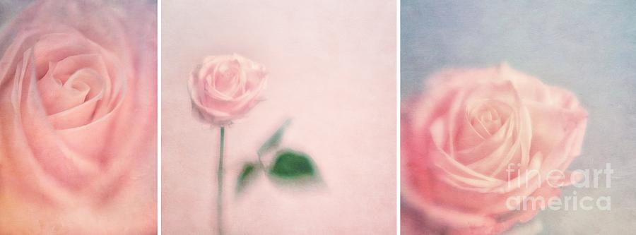 Pink Moments Photograph by Priska Wettstein