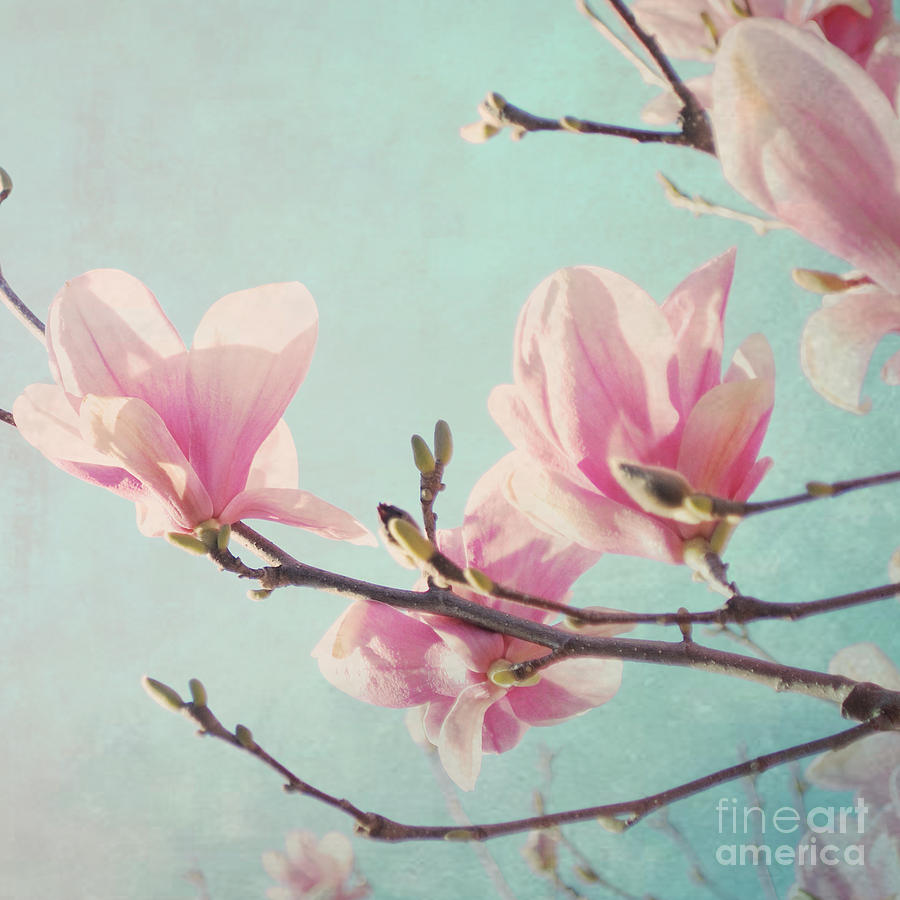 Spring Blossoms Photograph - Pink Morning by Sharon Kalstek-Coty