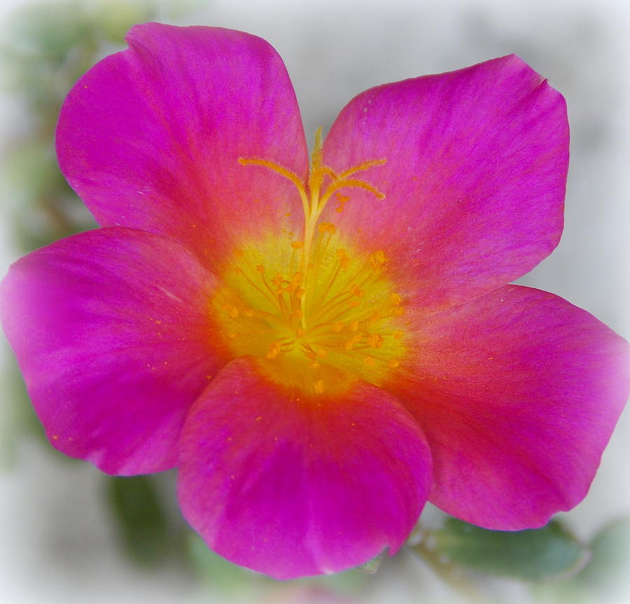 Pink Moss Rose 1 Photograph by Sheri McLeroy