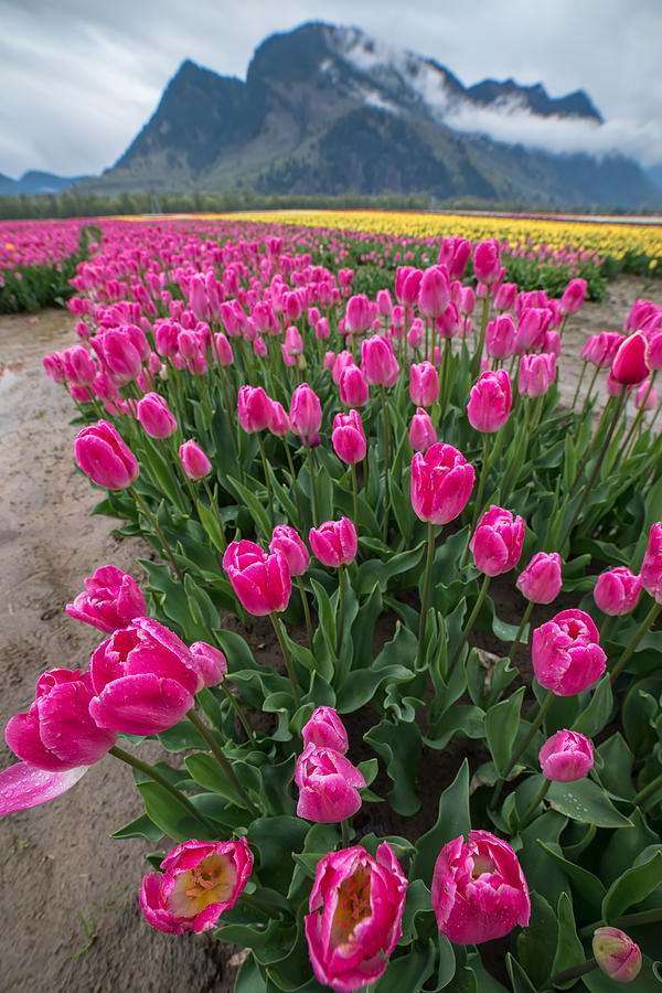 Nature Photograph - Pink Mountain Tulips by James Wheeler