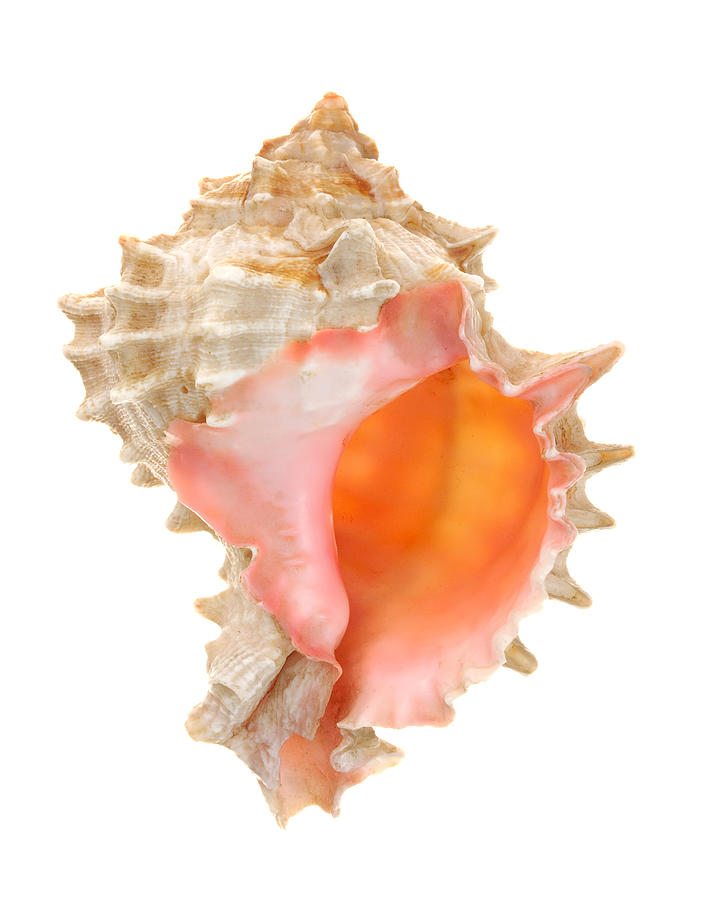Pink Mouthed Murex Shell Photograph by Jim Hughes