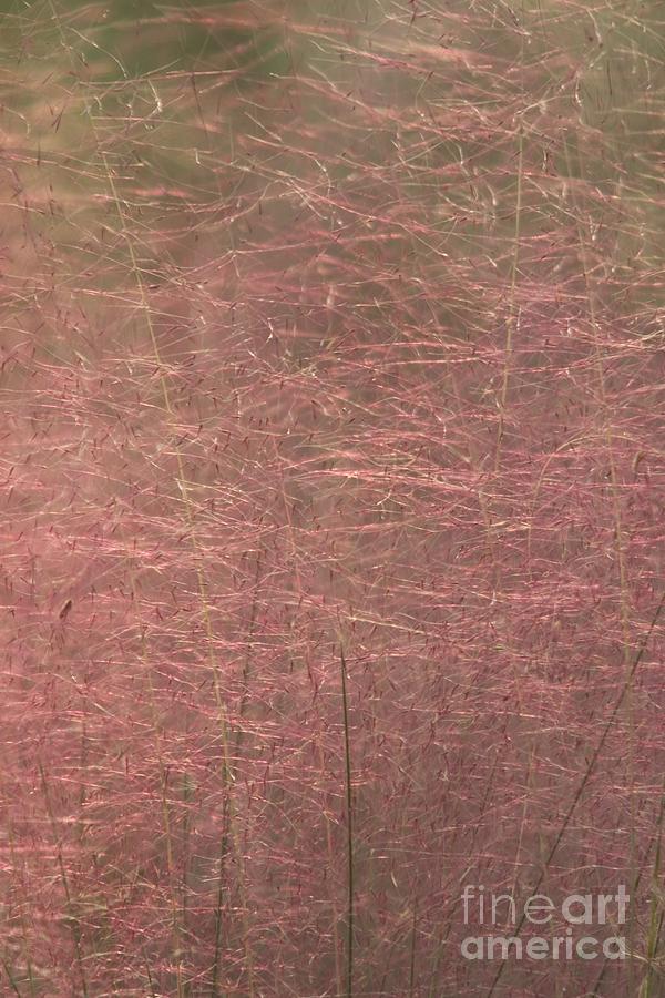 Pink Muhly Grass Photograph by John Harmon