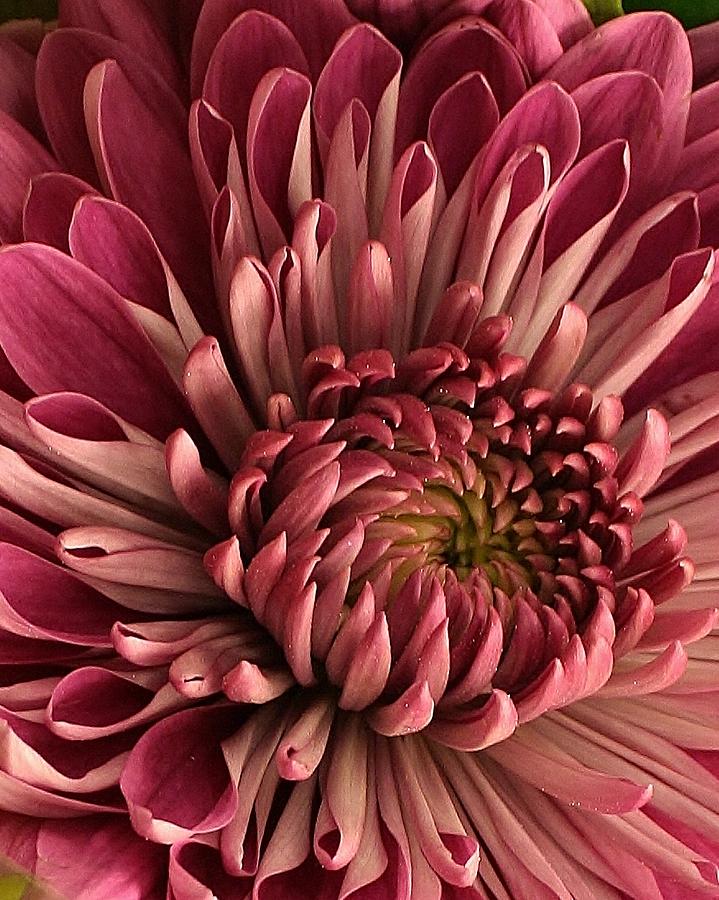 Pink Mum Photograph by Bruce Bley