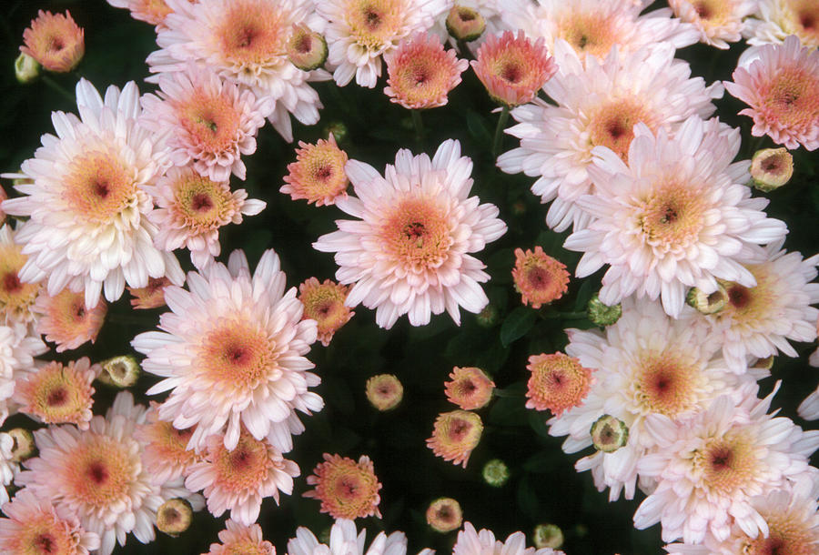 Pink Mums Chrysanthemum X Hortorum Photograph by Bonnie Sue Rauch