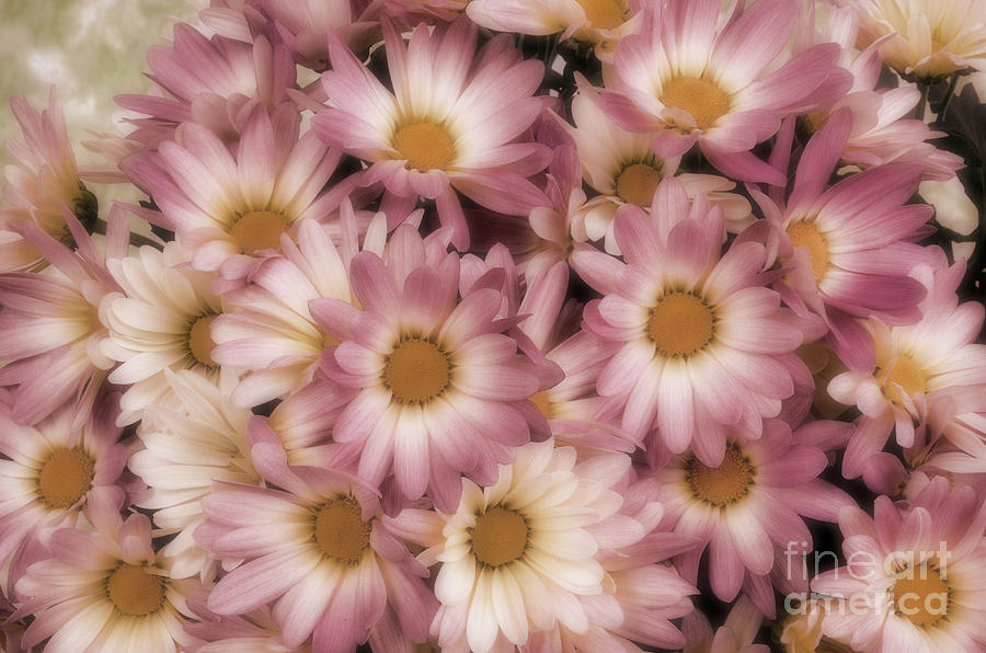 Pink Mums Photograph by Jim And Emily Bush