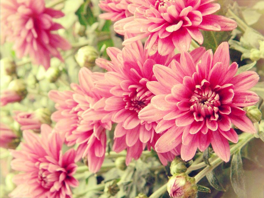 Pink Mums Photograph by Michelle Frizzell-Thompson