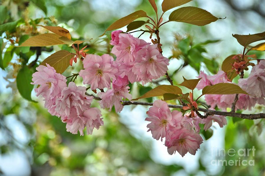 Pink n Pretty Blossoms Photograph by Elaine Manley
