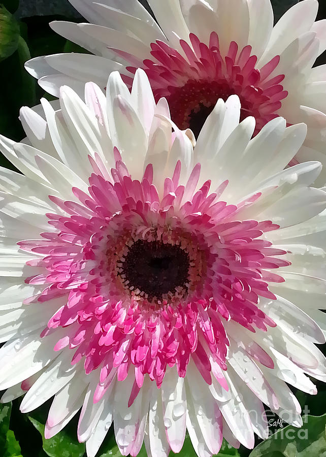 Pink n white gerber daisy Photograph by Sami Martin