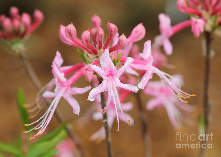 Pink Native Azaleas Photograph by Carol Groenen