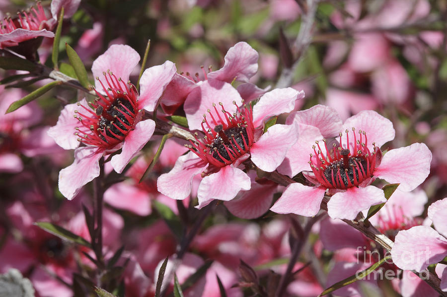 Pink New Zeland Tea tree macro Photograph by Ken Brown