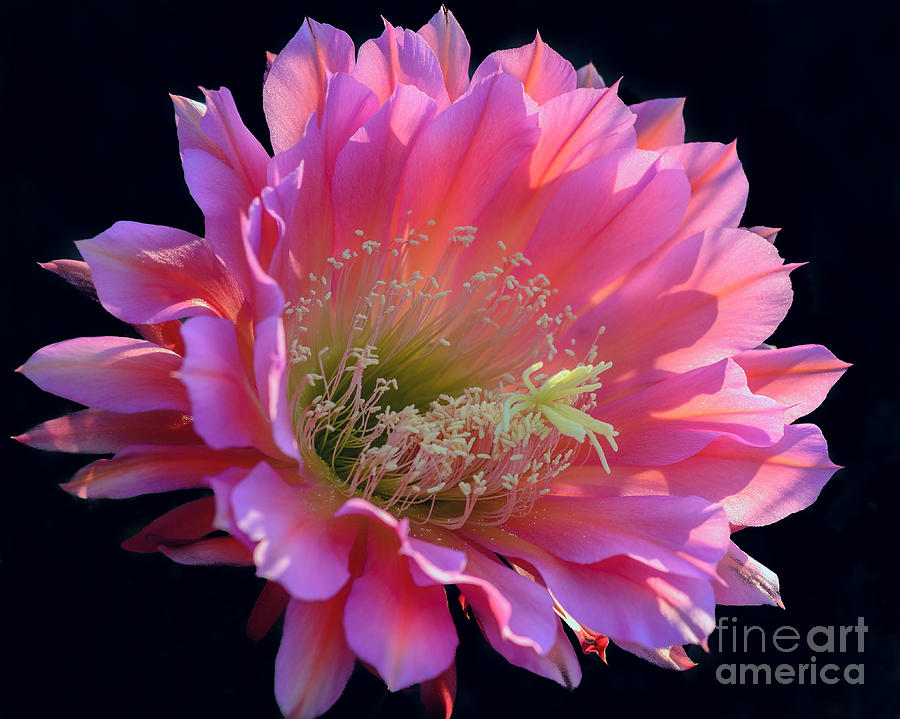 Pink Night Blooming Cactus Flower Photograph by Tamara Becker