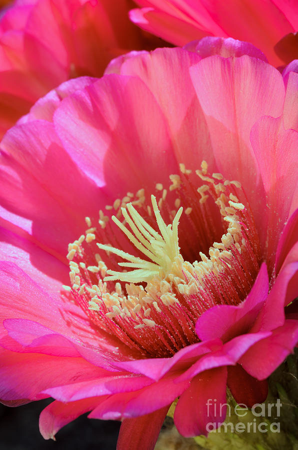 Pink Night Blooming Cactus Photograph by Tamara Becker