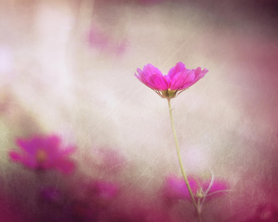 Pink Flowers Photograph - Pink Nouveau by Amy Tyler