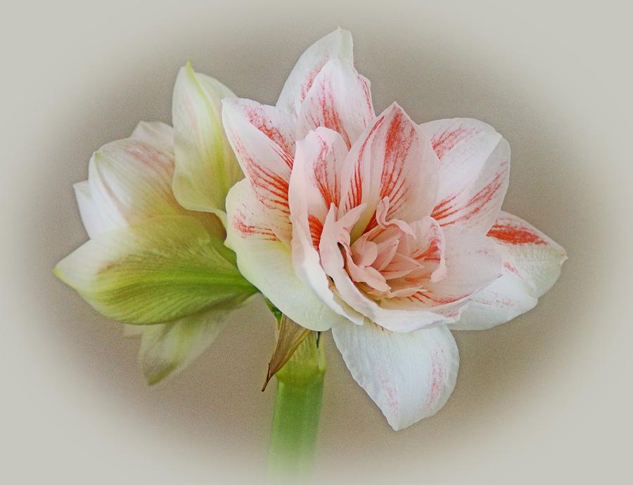 Flower Photograph - Pink Nymph by Sandy Keeton