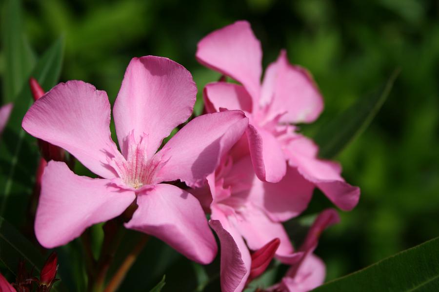 Pink Oleander Blossom Photograph by Taiche Acrylic Art | Fine Art America