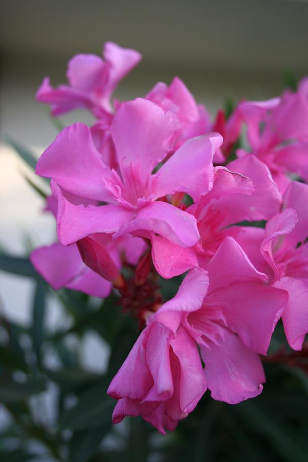 Pink Oleander Bunch Photograph by Taiche Acrylic Art