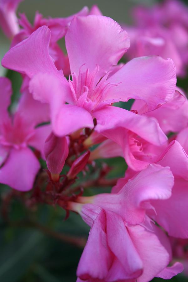 Pink Oleander Flower Photograph by Taiche Acrylic Art