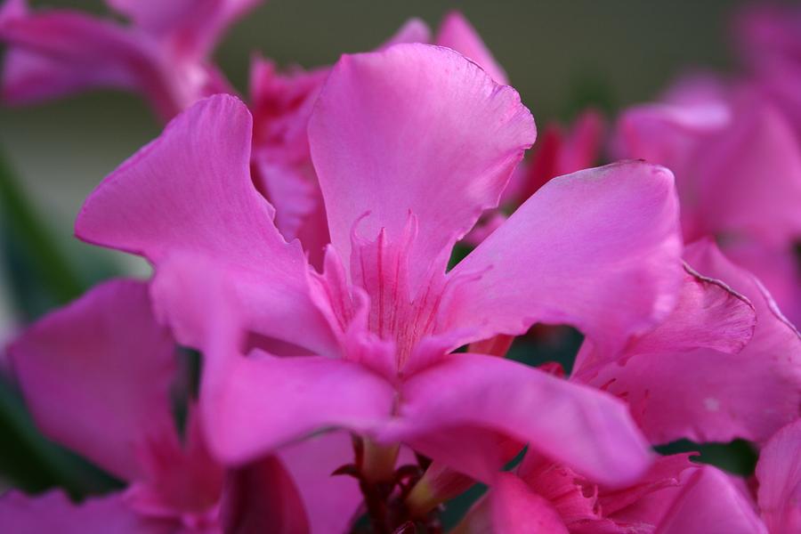 Pink Oleander Flower With Green Leaves in the Background   Photograph by Taiche Acrylic Art