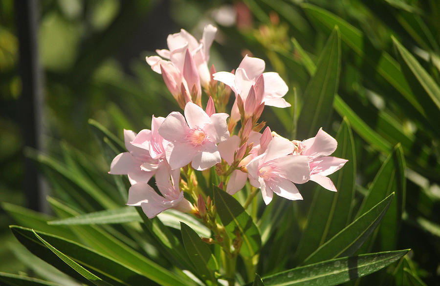 Pink Oleander Photograph by Jay Milo