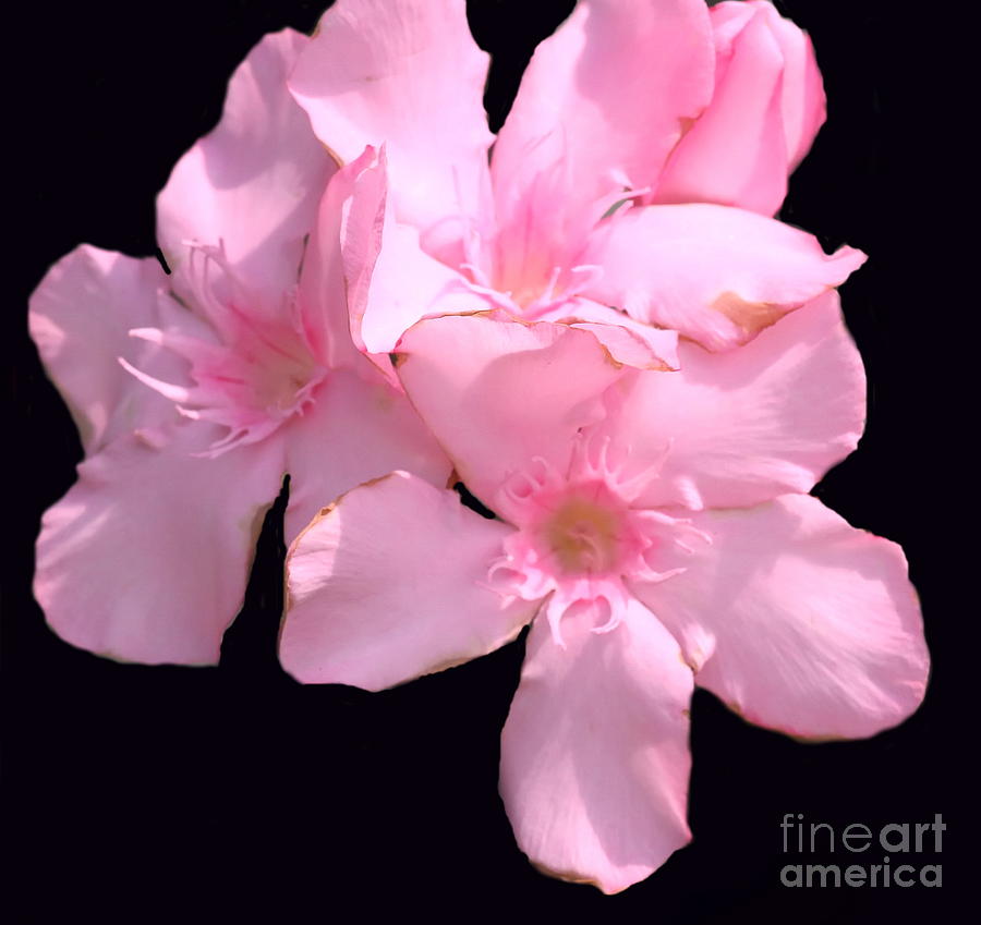 Flower Photograph - Pink Oleander on Black by Cathy Lindsey