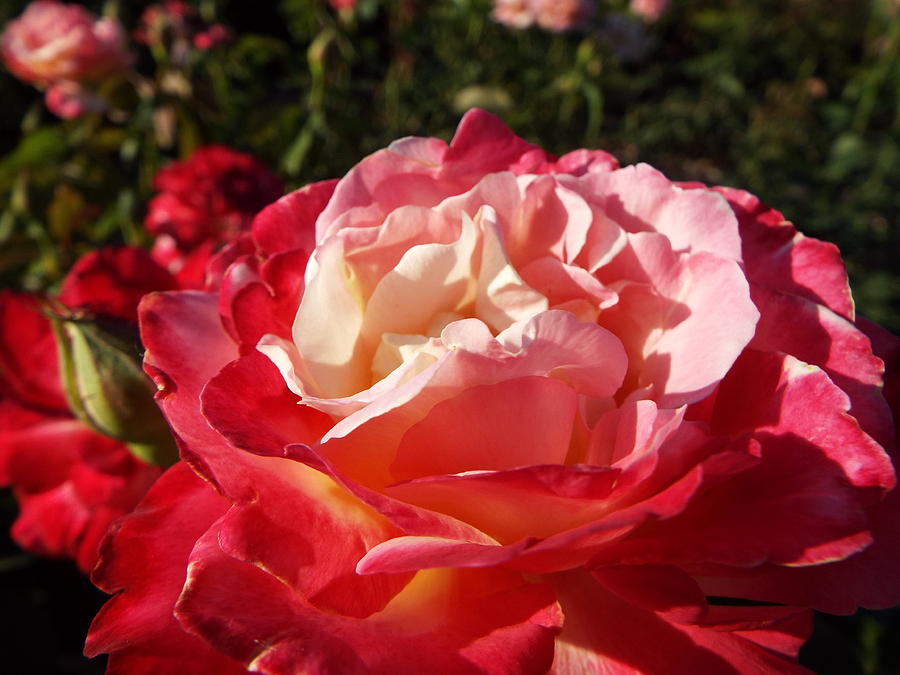 Pink Ombre Rose Photograph by Caryl J Bohn - Fine Art America