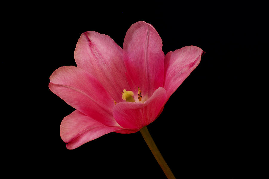 Pink on Black Photograph by Marina Kojukhova
