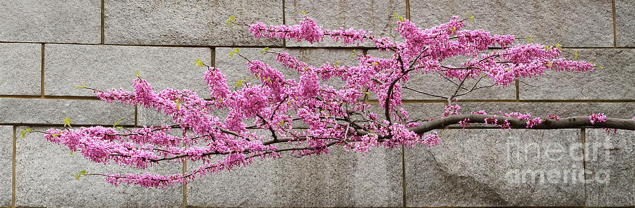 Spring Photograph - Pink on Granite by Rick  Monyahan