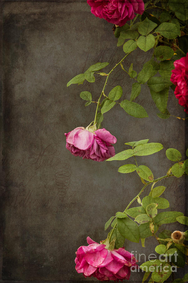 Rose Photograph - Pink On Gray by K Hines