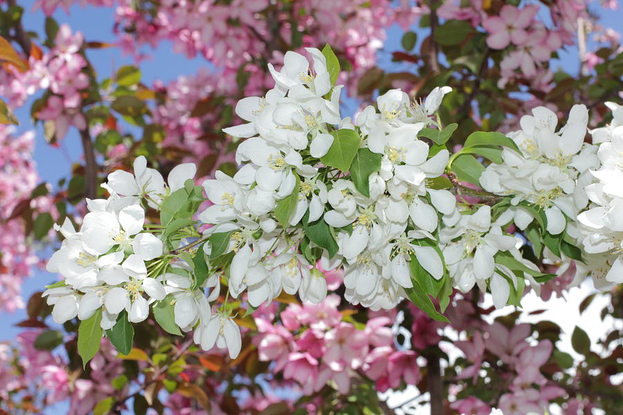 Pink on White Crabapple Blossoms Photograph by Donna L Munro