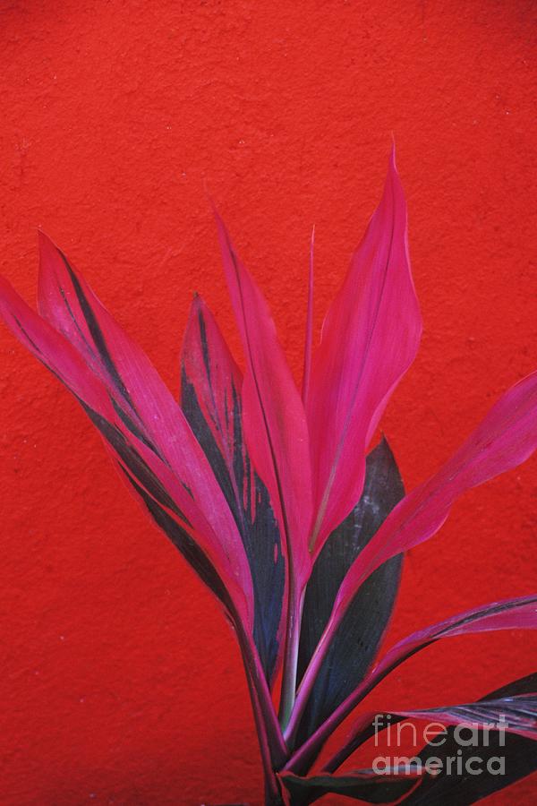 Pink on Red Photograph by John Harmon