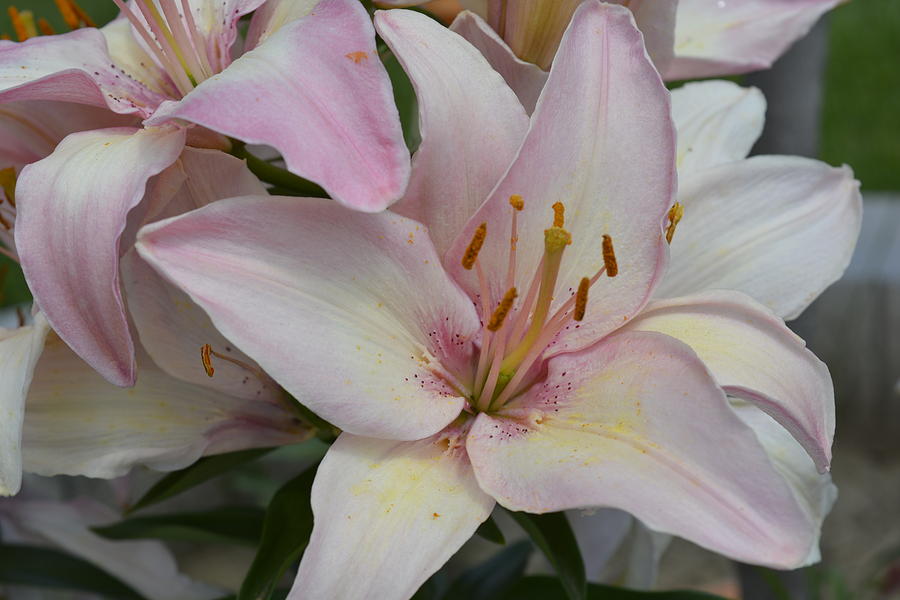 Pink or Peach Lily Photograph by Kathy Barney