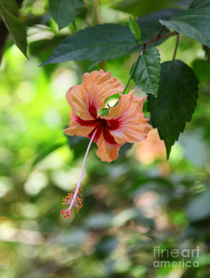 pink or red hibiscus sorrel or flor de Jamaica flower Photograph by John  Keates - Pixels